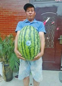 热门大瓜每日大赛,揭秘娱乐圈最新爆料，大赛精彩瞬间回顾